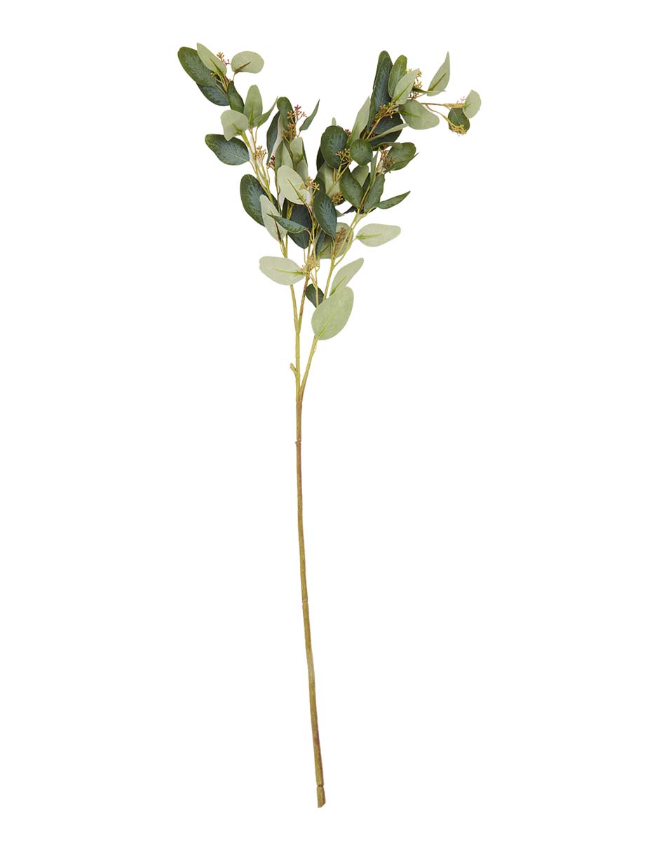 Eucalipto decorativa