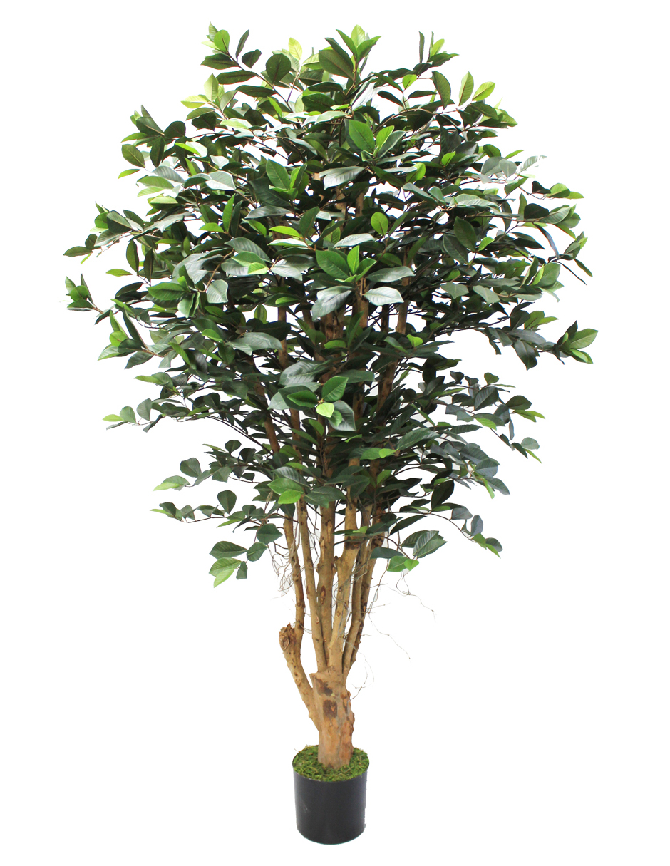 Ficus Decorativo Dupuis Con Acabado Natural