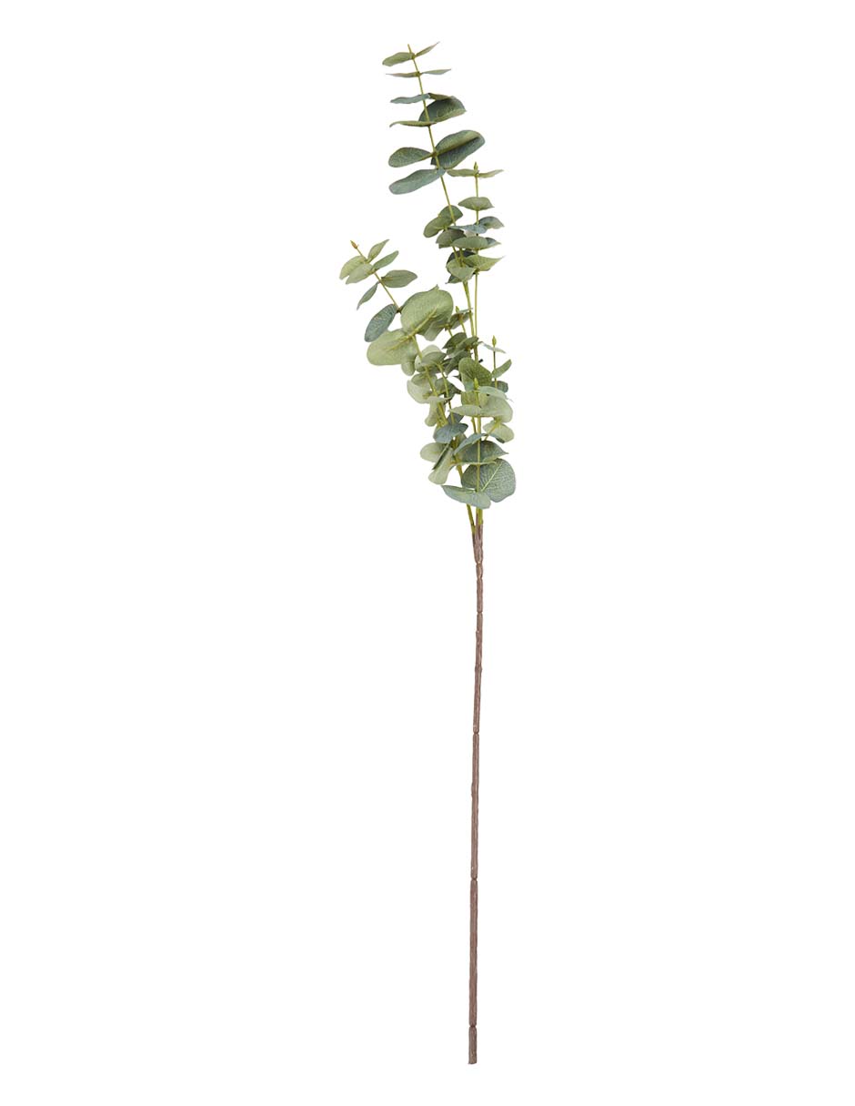 Eucalipto decorativa