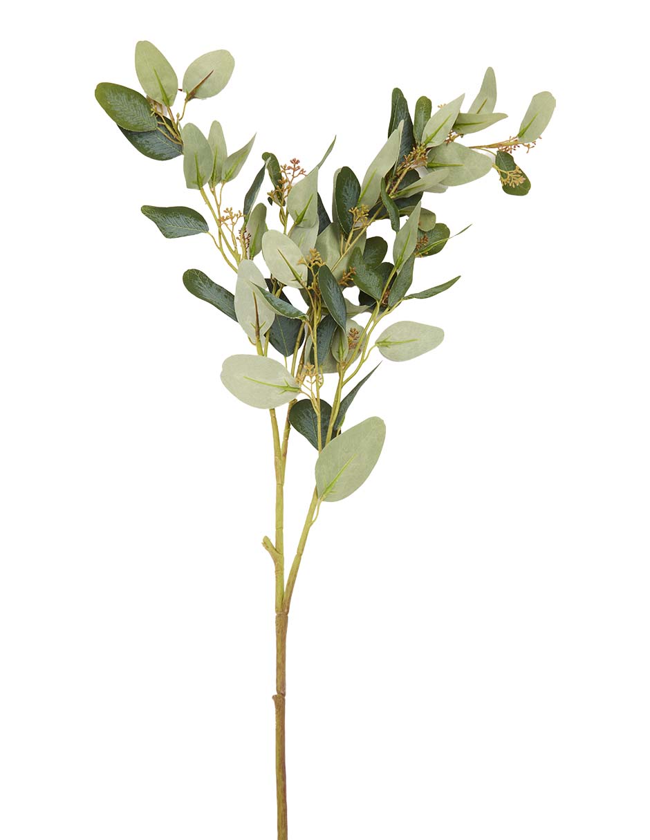 Eucalipto decorativa