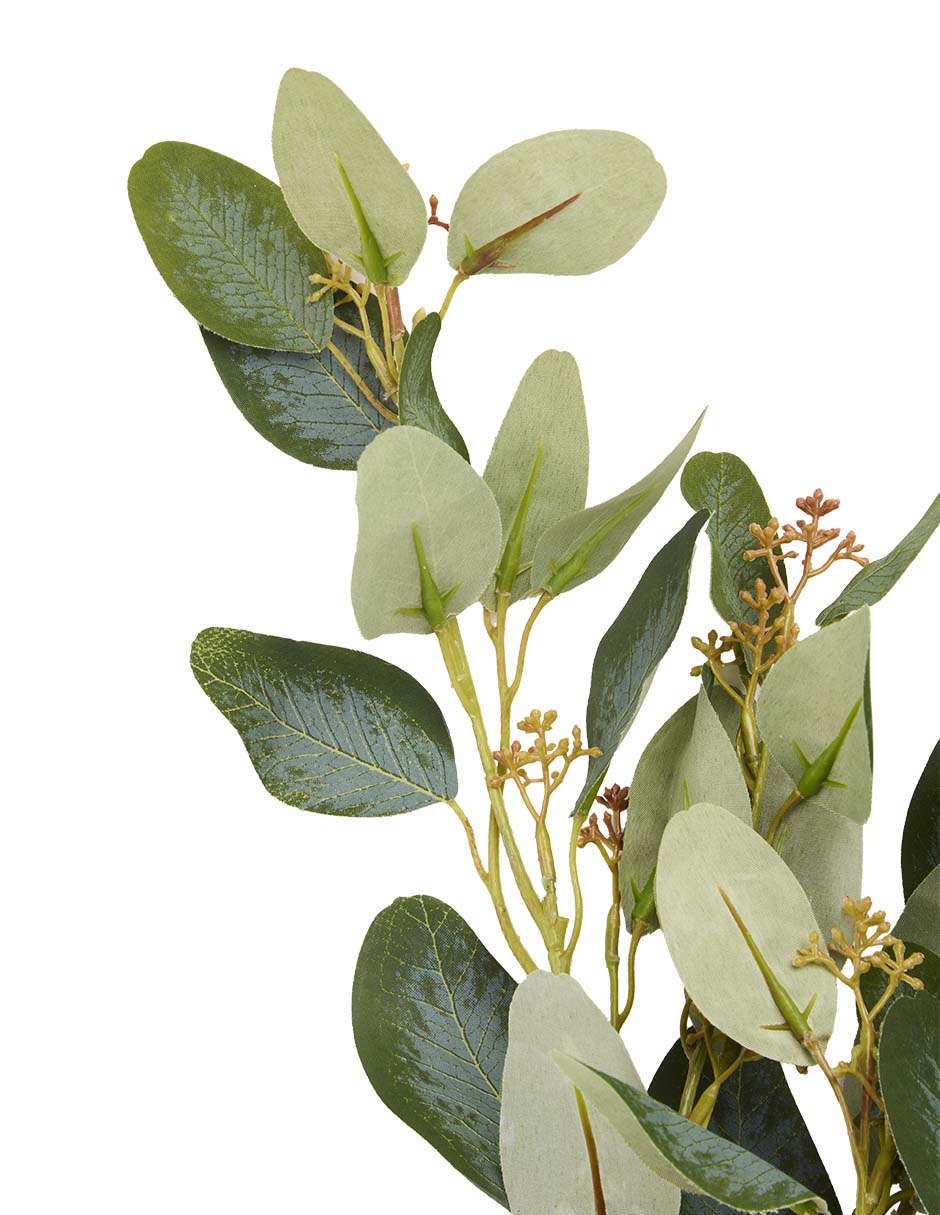 Eucalipto decorativa