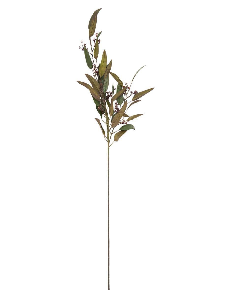Eucalipto decorativa