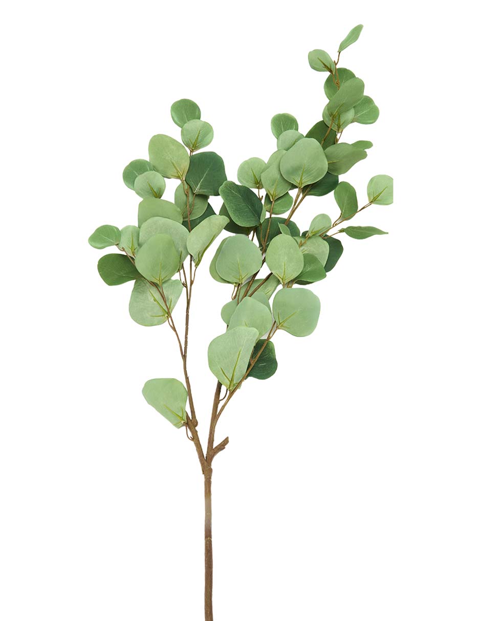 Eucalipto decorativa