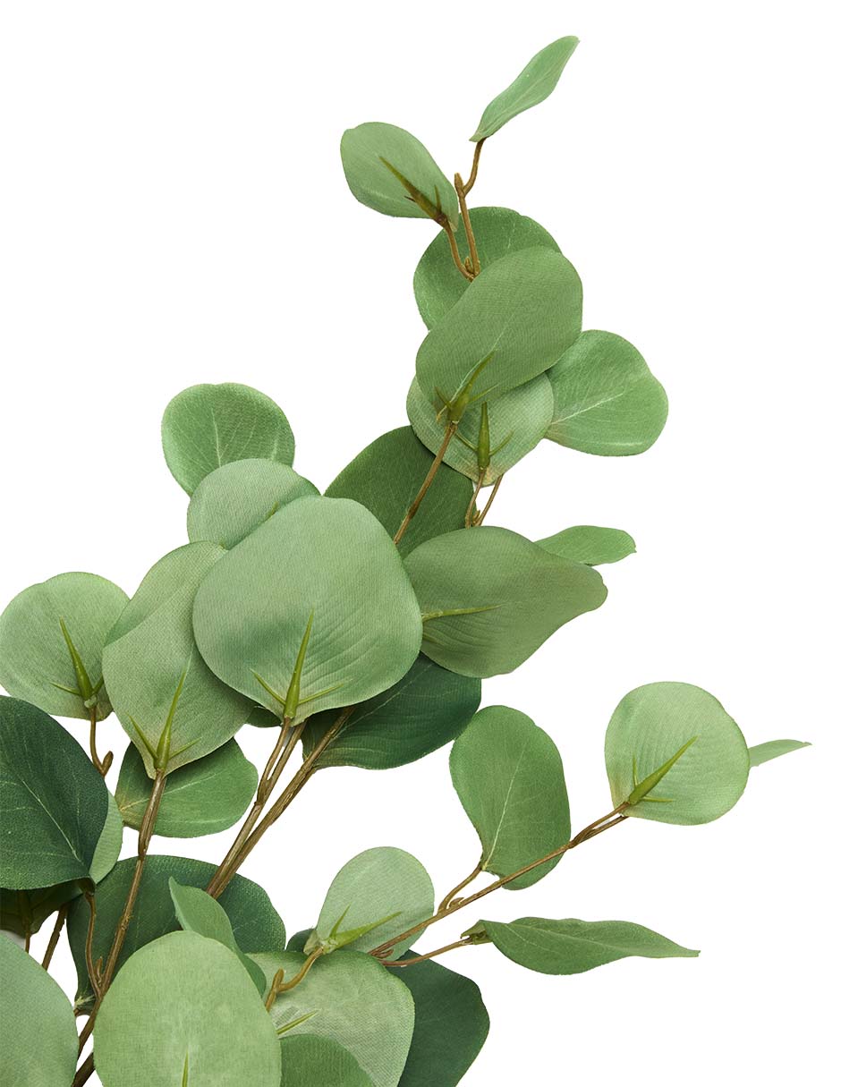 Eucalipto decorativa