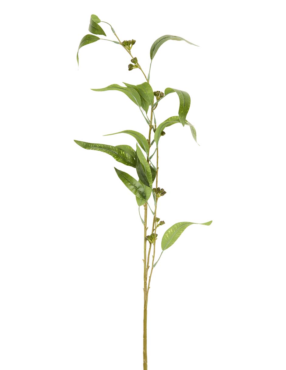 Eucalipto decorativa