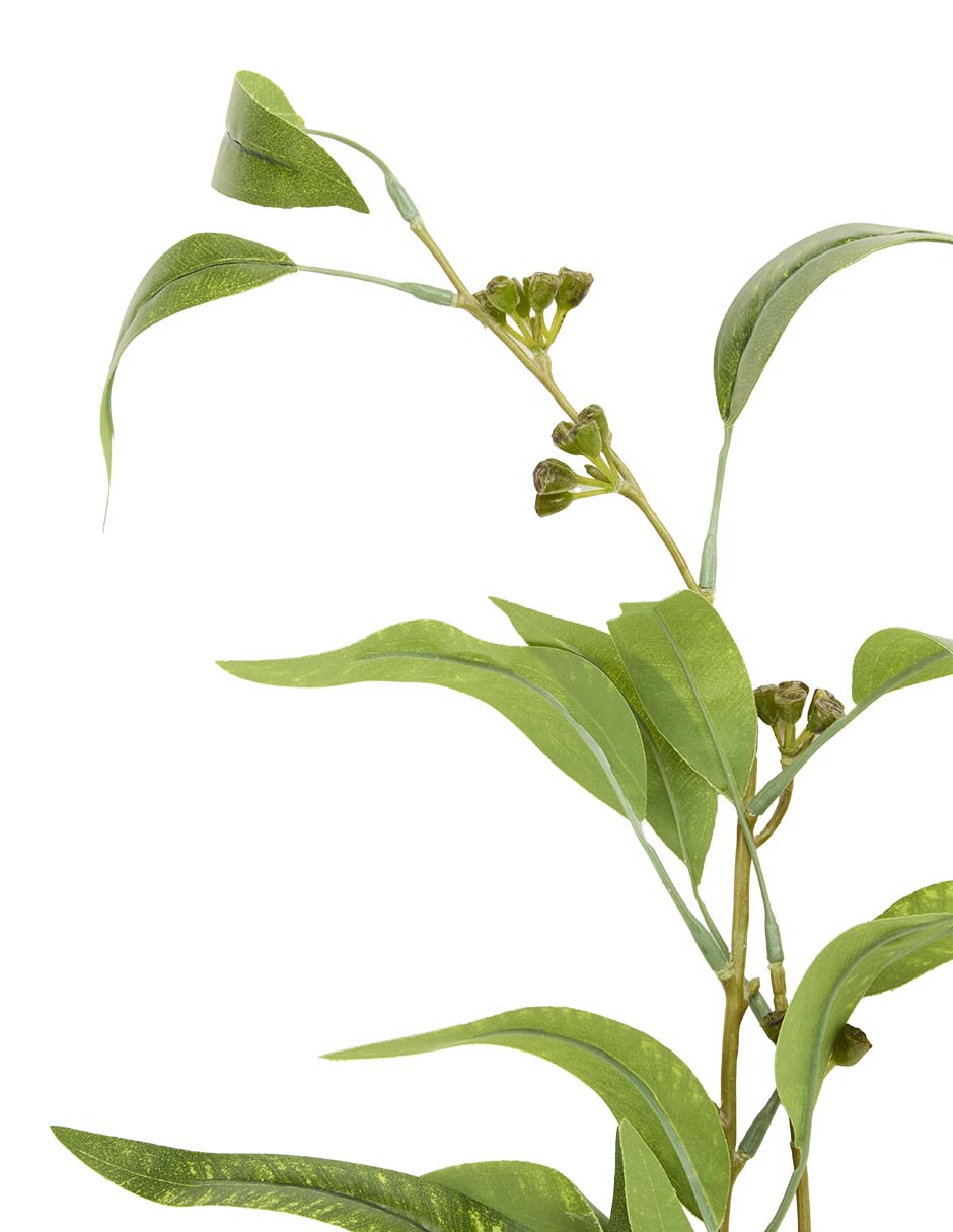 Eucalipto decorativa