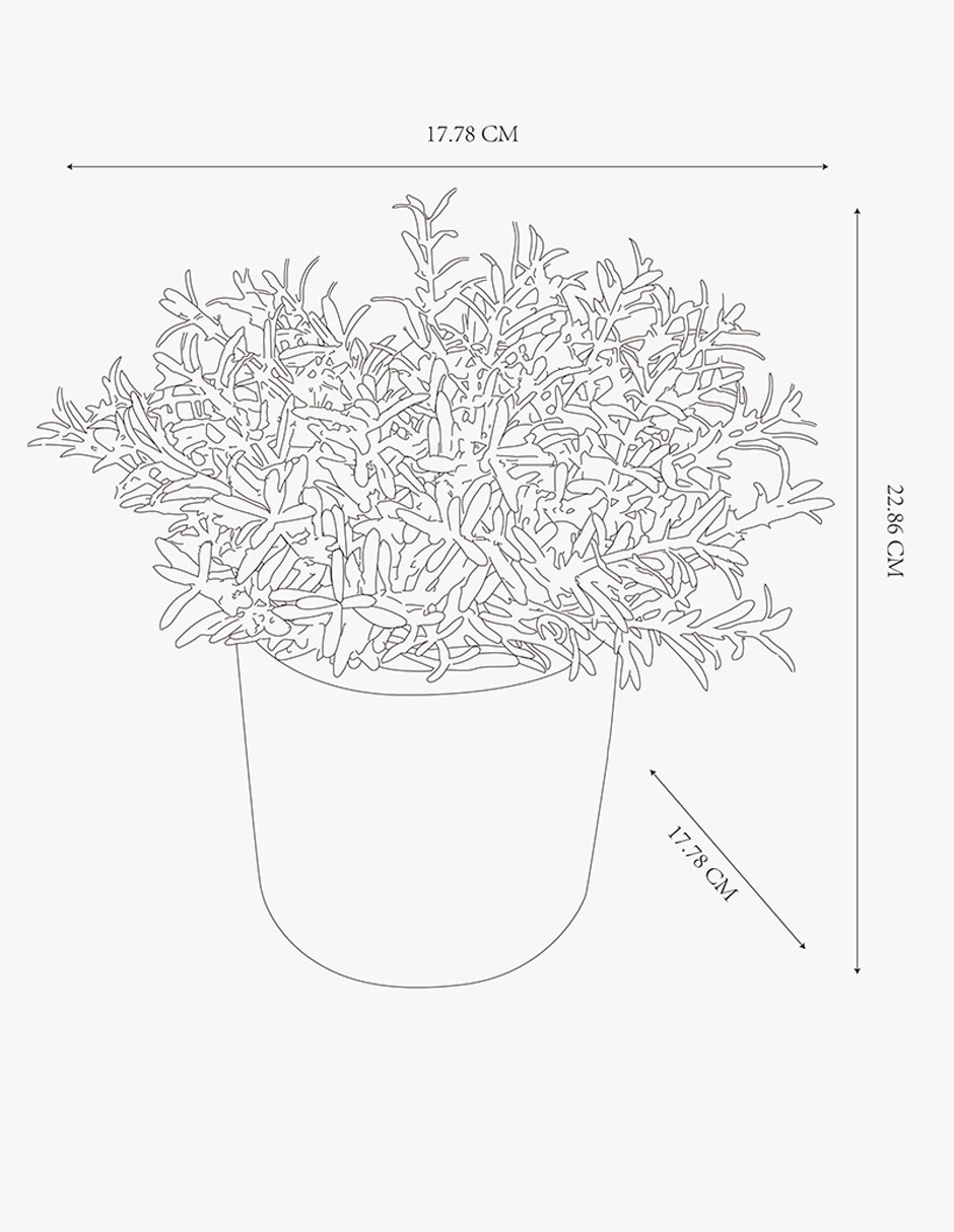 Rama decorativa 5