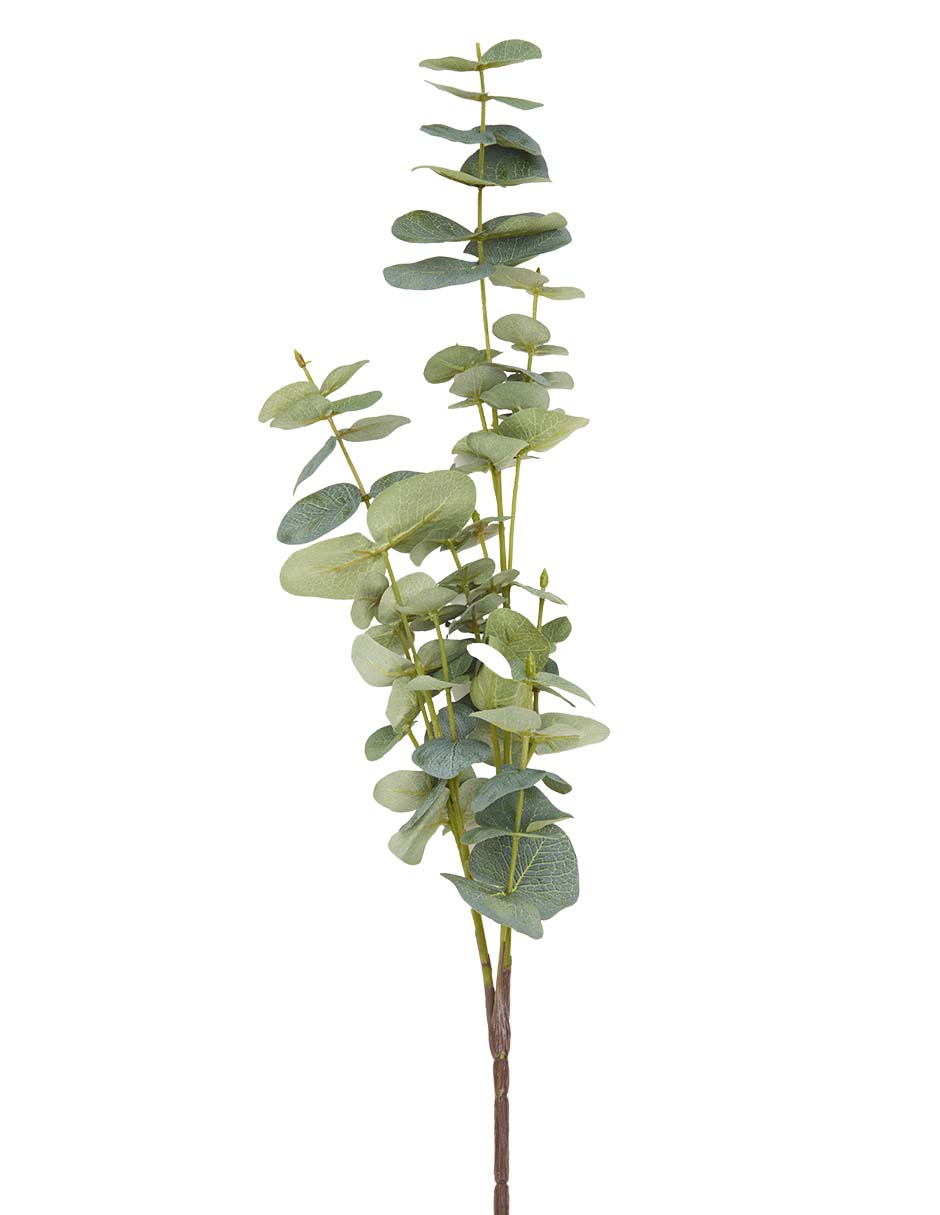 Eucalipto decorativa 2