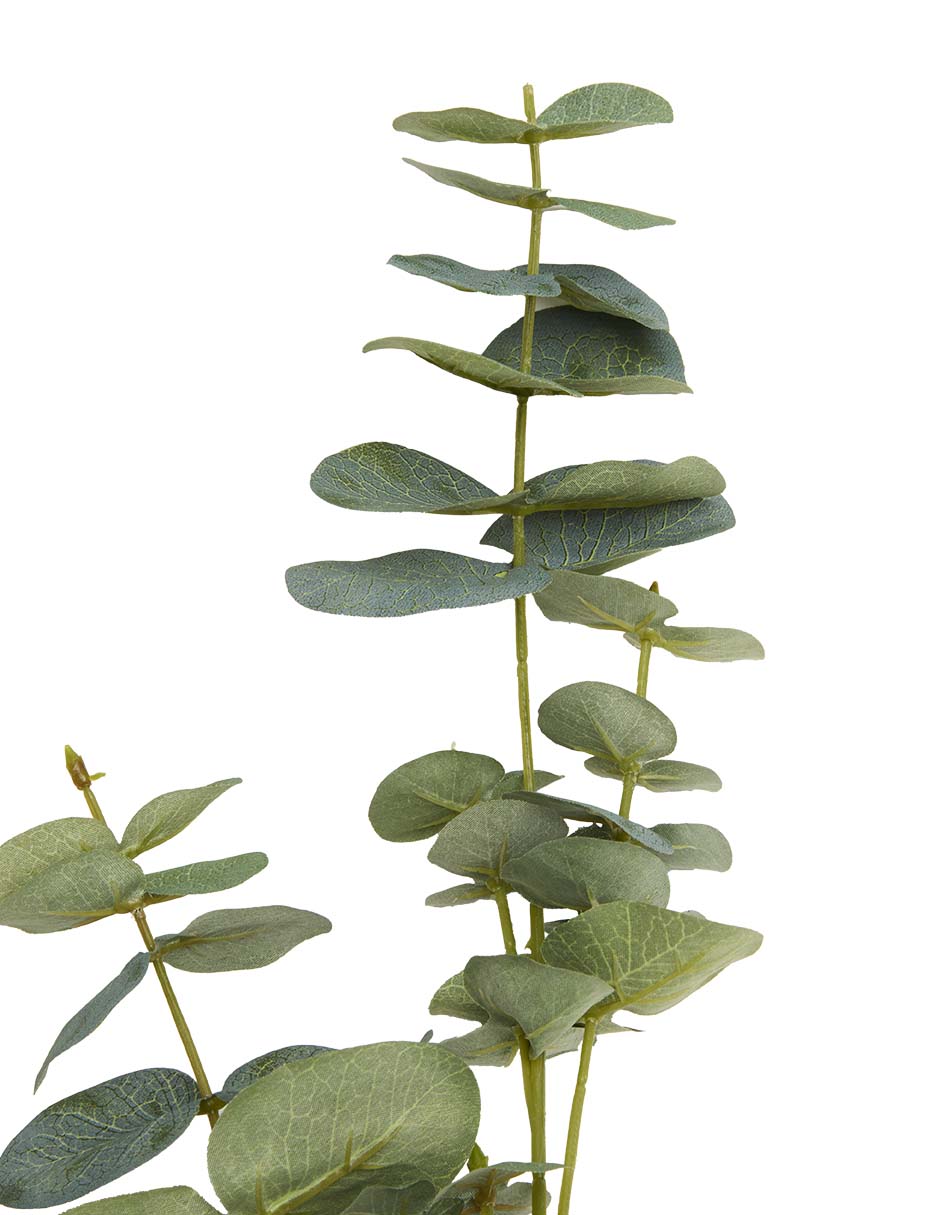 Eucalipto decorativa 3