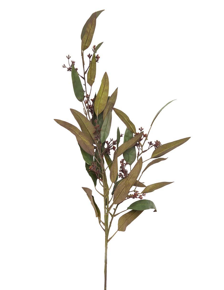 Eucalipto decorativa 2