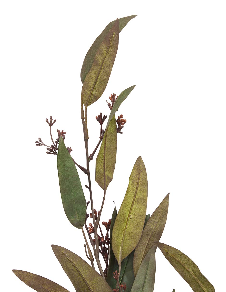 Eucalipto decorativa 3