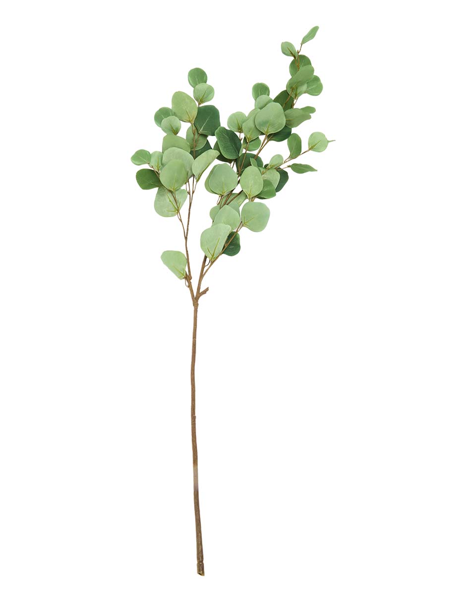 Eucalipto decorativa