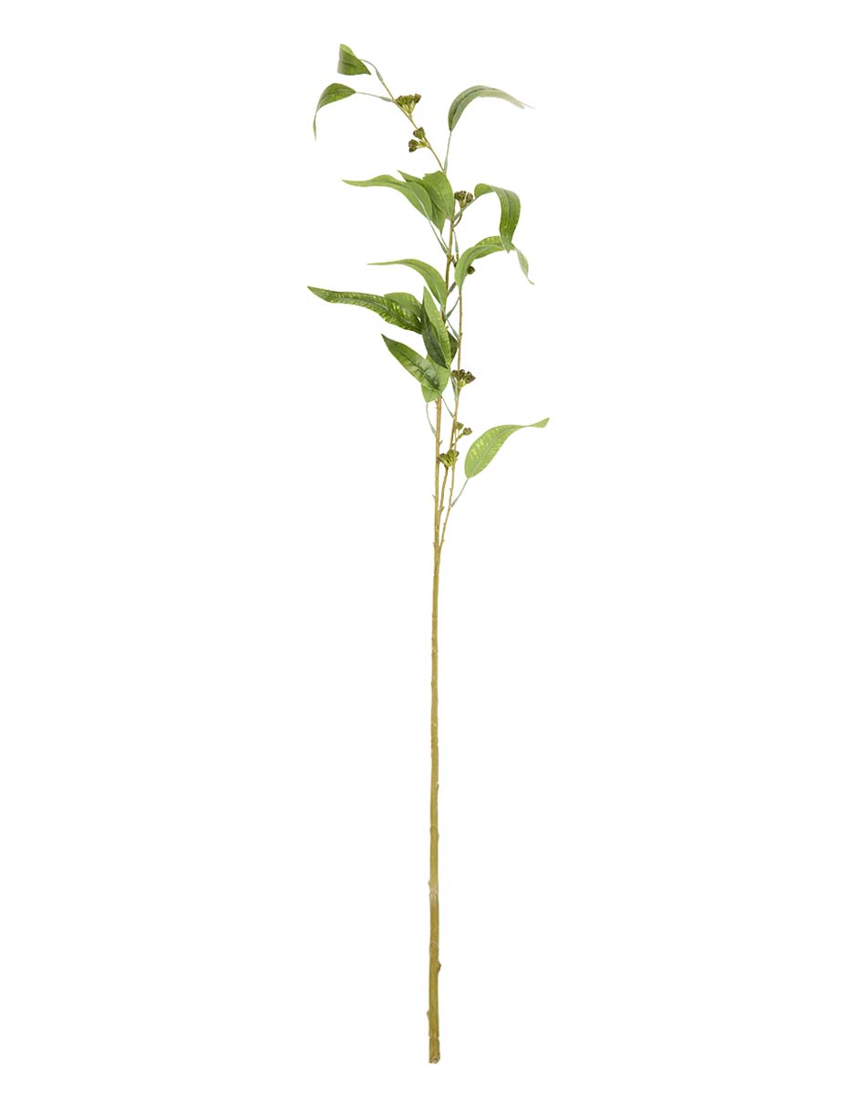 Eucalipto decorativa